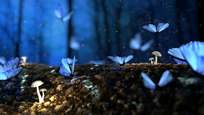 enchanted forest