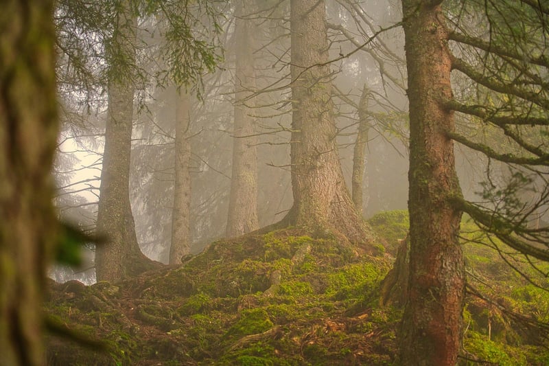 Enchanted Forest Theme